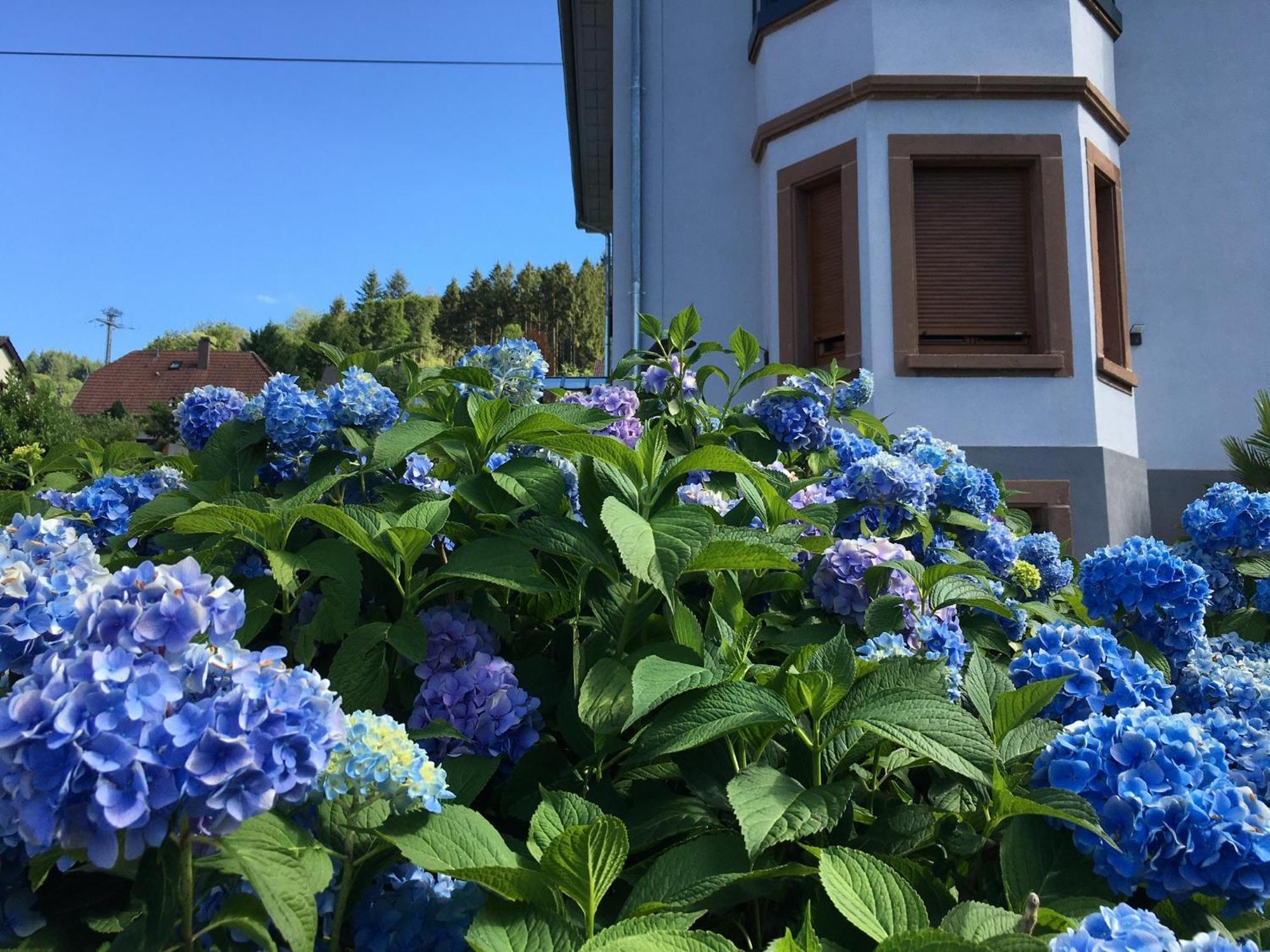 Les Magnolias En Alsace - Meuble De Tourisme 3 Etoiles Lägenhet Barembach Exteriör bild