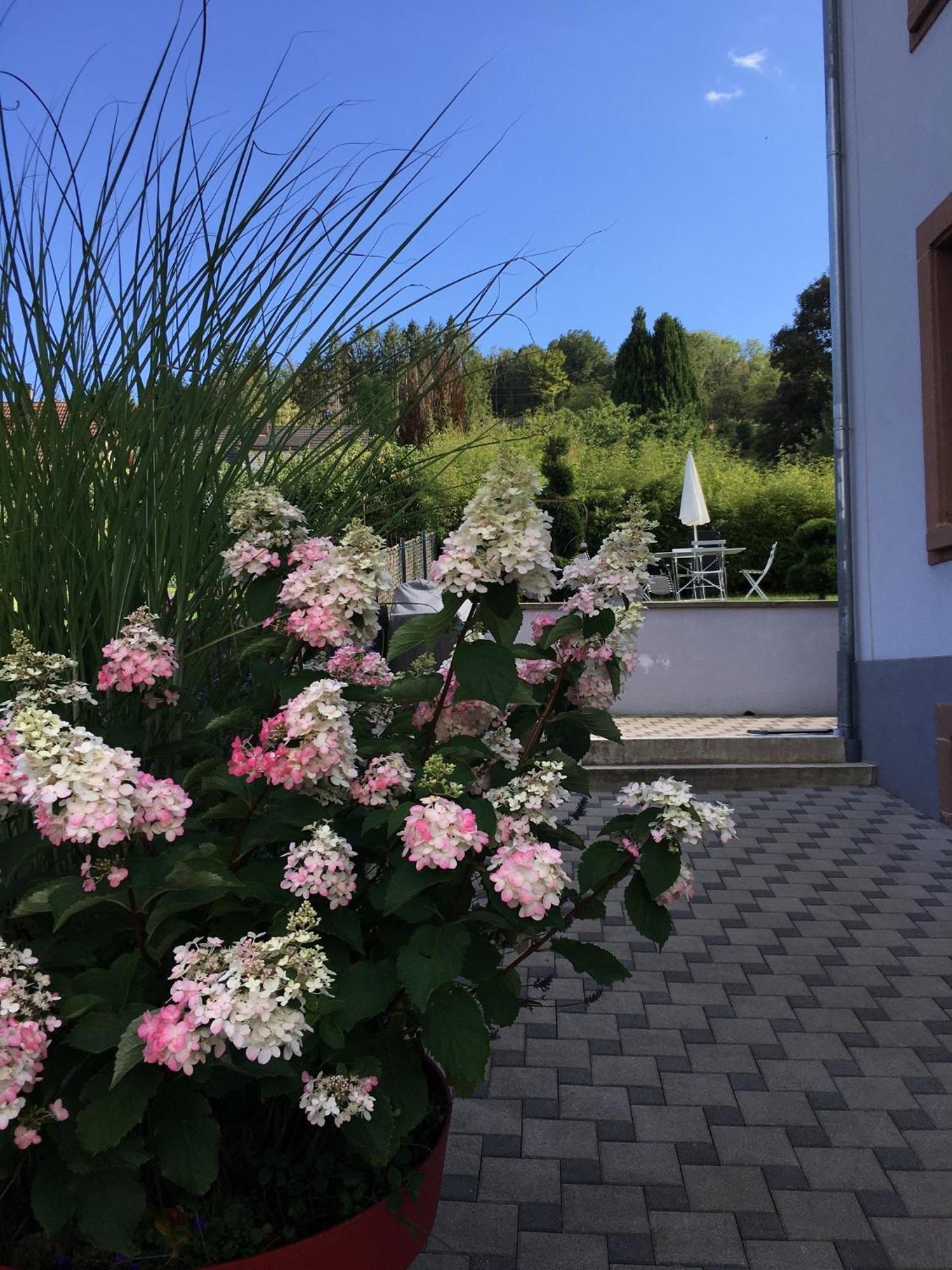 Les Magnolias En Alsace - Meuble De Tourisme 3 Etoiles Lägenhet Barembach Exteriör bild